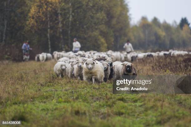 Sheep herd along with their shepherds walk trough the national road to their barns as the herding season is over as the winter arrives in Czarny...