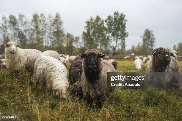 Sheep herd along with their shepherds walk trough the national road to their barns as the herding season is over as the winter arrives in Czarny...