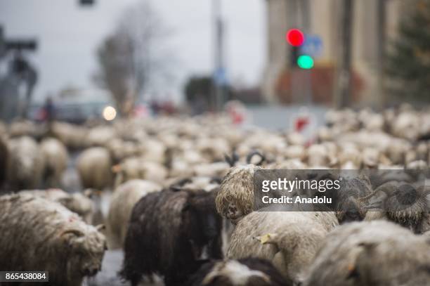 Sheep herd along with their shepherds walk trough the national road to their barns as the herding season is over as the winter arrives in Czarny...