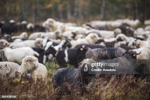 Sheep herd along with their shepherds walk trough the national road to their barns as the herding season is over as the winter arrives in Czarny...