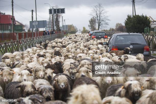 Sheep herd along with their shepherds walk trough the national road to their barns as the herding season is over as the winter arrives in Czarny...