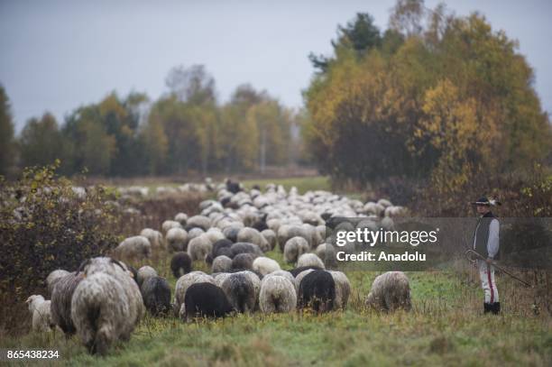 Sheep herd along with their shepherds walk trough the national road to their barns as the herding season is over as the winter arrives in Czarny...