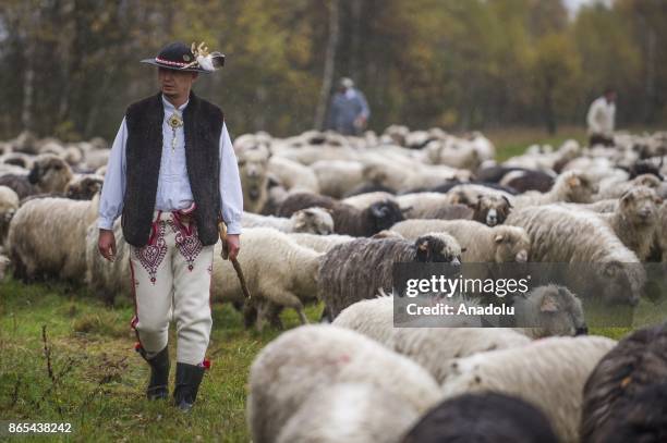 Sheep herd along with their shepherds walk trough the national road to their barns as the herding season is over as the winter arrives in Czarny...