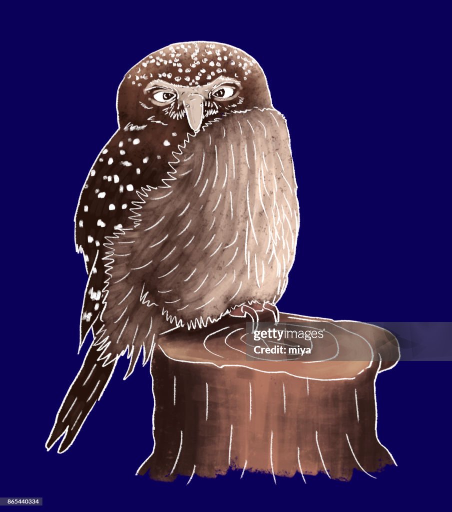 貓頭鷹-插圖
