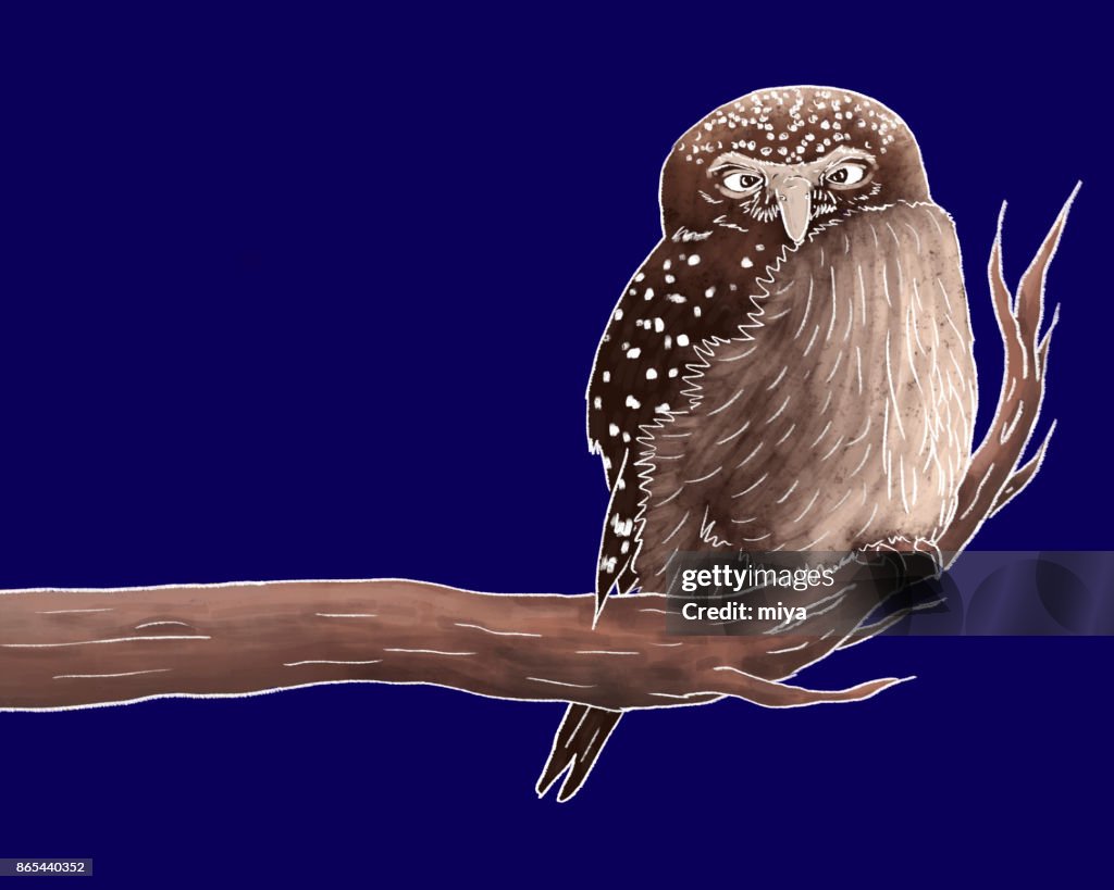 Owl - Illustration