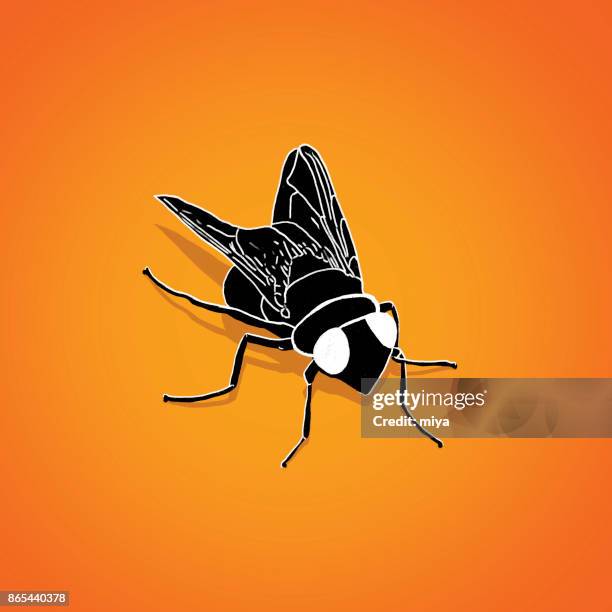 fly - illustration - cross contamination stock illustrations