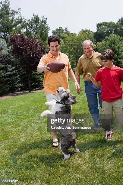 family playing with jumping dog - hundeartige stock-fotos und bilder