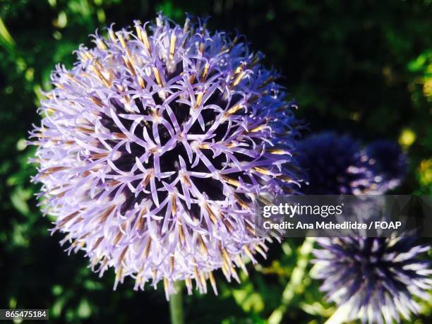 close-up of a purple flower - foap stock pictures, royalty-free photos & images