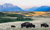 Bison on the Alberta Prairie