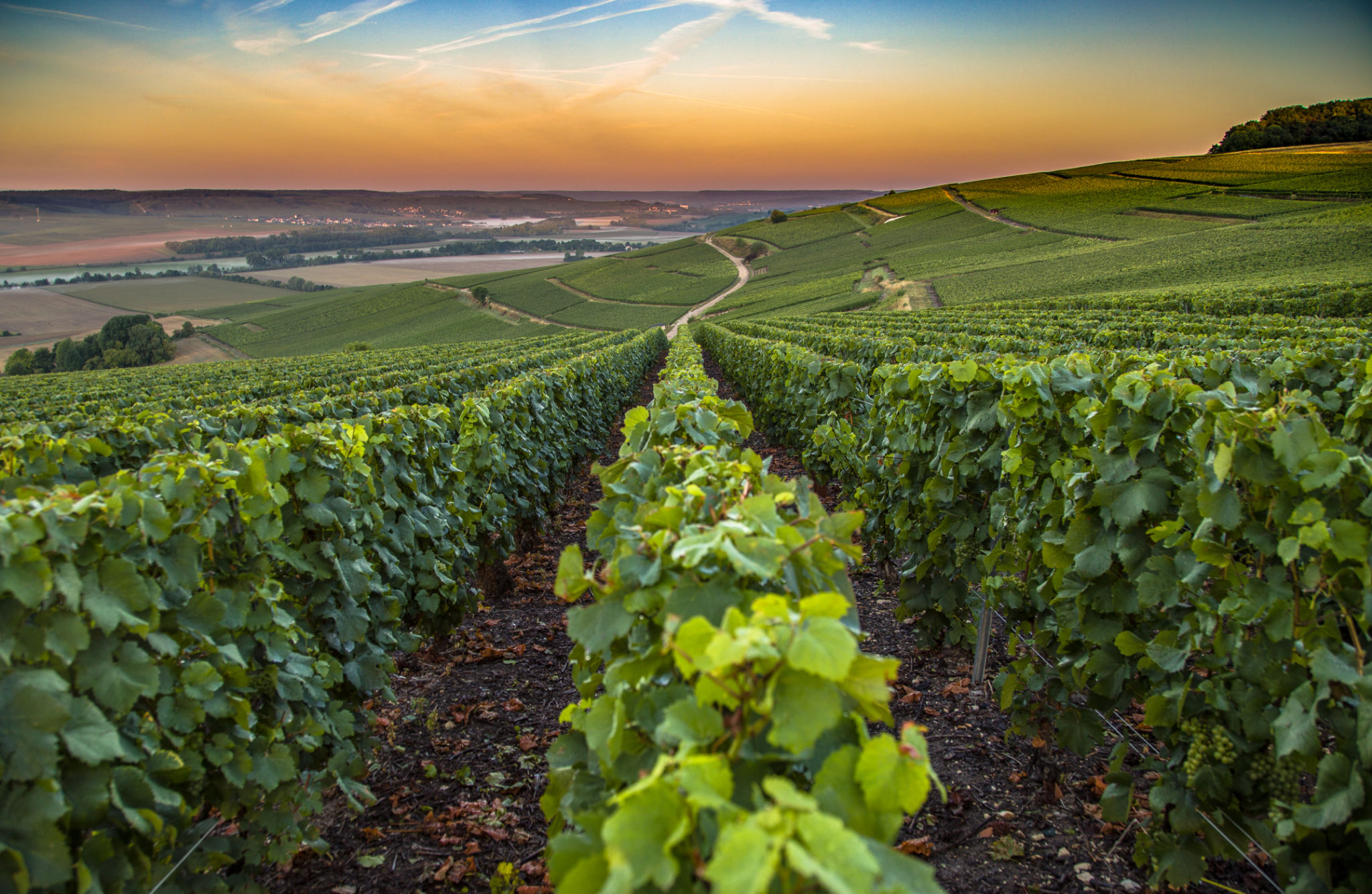 french wine region