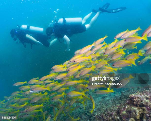 scuba divers in shoal of bigeye snapper (lujanus lutjanus) fish - bigeye fish stock pictures, royalty-free photos & images