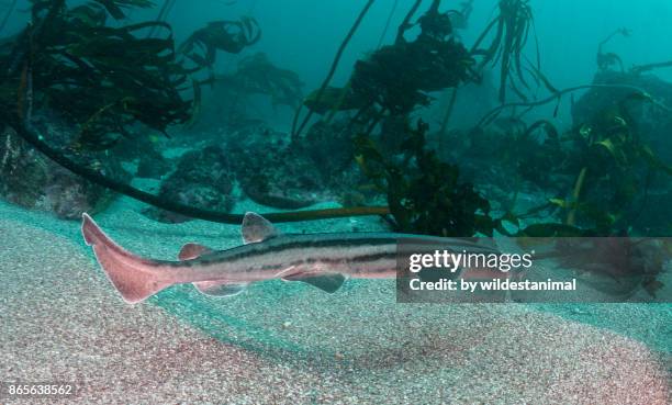 striped pyjama shark swimming near the sandy bottom of the kelp forest, false bay, simonstown, south africa. - pygmy shark stock pictures, royalty-free photos & images