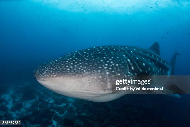 female whale shark, most likely pregnant, swimming over the coral reef, darwin island, galapagos islands. - darwin island fotografías e imágenes de stock