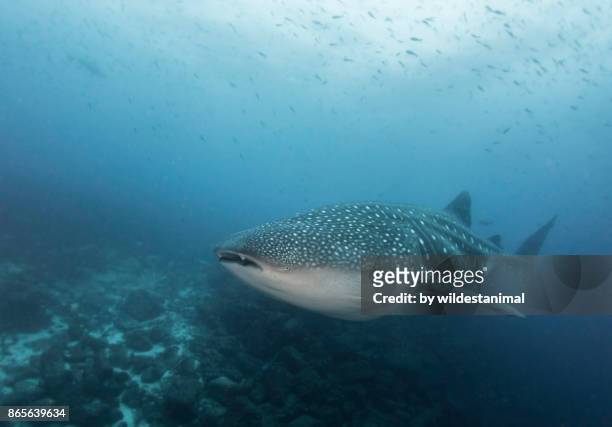 female whale shark, most likely pregnant, swimming over the coral reef, darwin island, galapagos islands. - darwin island stock-fotos und bilder