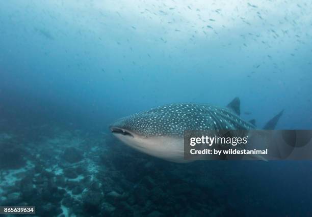 female whale shark, most likely pregnant, swimming over the coral reef, darwin island, galapagos islands. - darwin island fotografías e imágenes de stock