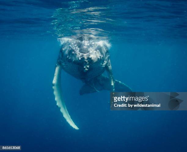 front on view of a humpback whale calf at the surface, vava'u, tonga. - vavau islands 個照��片及圖片檔