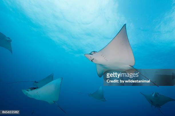 school of spotted eagle rays swimming in blue water just outside cancun, mexico. - 斑點鷹魟 個照片及圖片檔