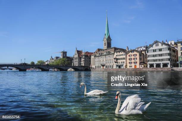 white swans swimming on the limmat river in zurich old town, switzerland - lake zurich stock pictures, royalty-free photos & images