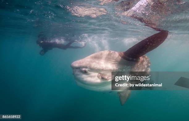 oceanic sun fish swimming near the surface, east coast south africa. - môle photos et images de collection