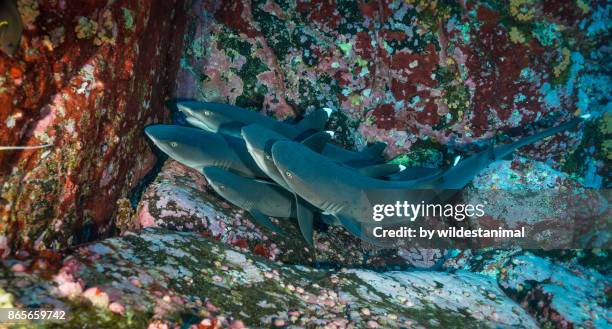 white tip reef sharks resting on a coral covered ledge at roca partida, revillagigedo islands, mexico. - revillagigedos islands photos et images de collection