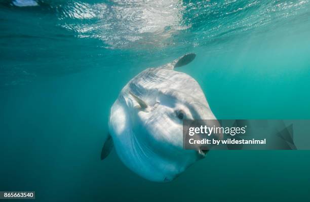 oceanic sun fish swimming near the surface, east coast south africa. - sunfish stock-fotos und bilder