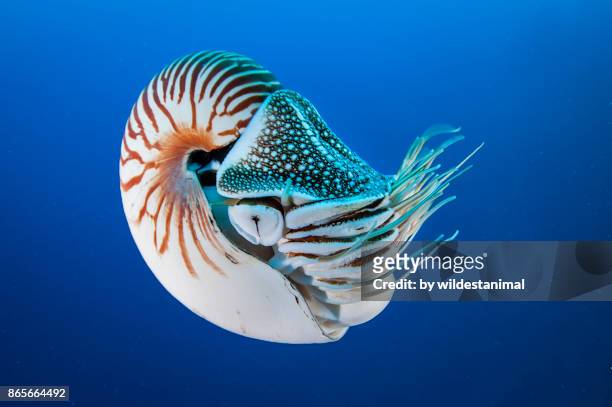 nautilus swimming in blue water, palau, micronesia. - endangered animals fotografías e imágenes de stock
