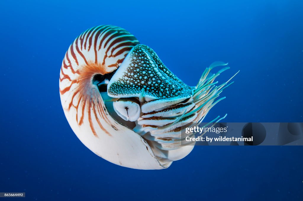 Nautilus swimming in blue water, Palau, Micronesia.