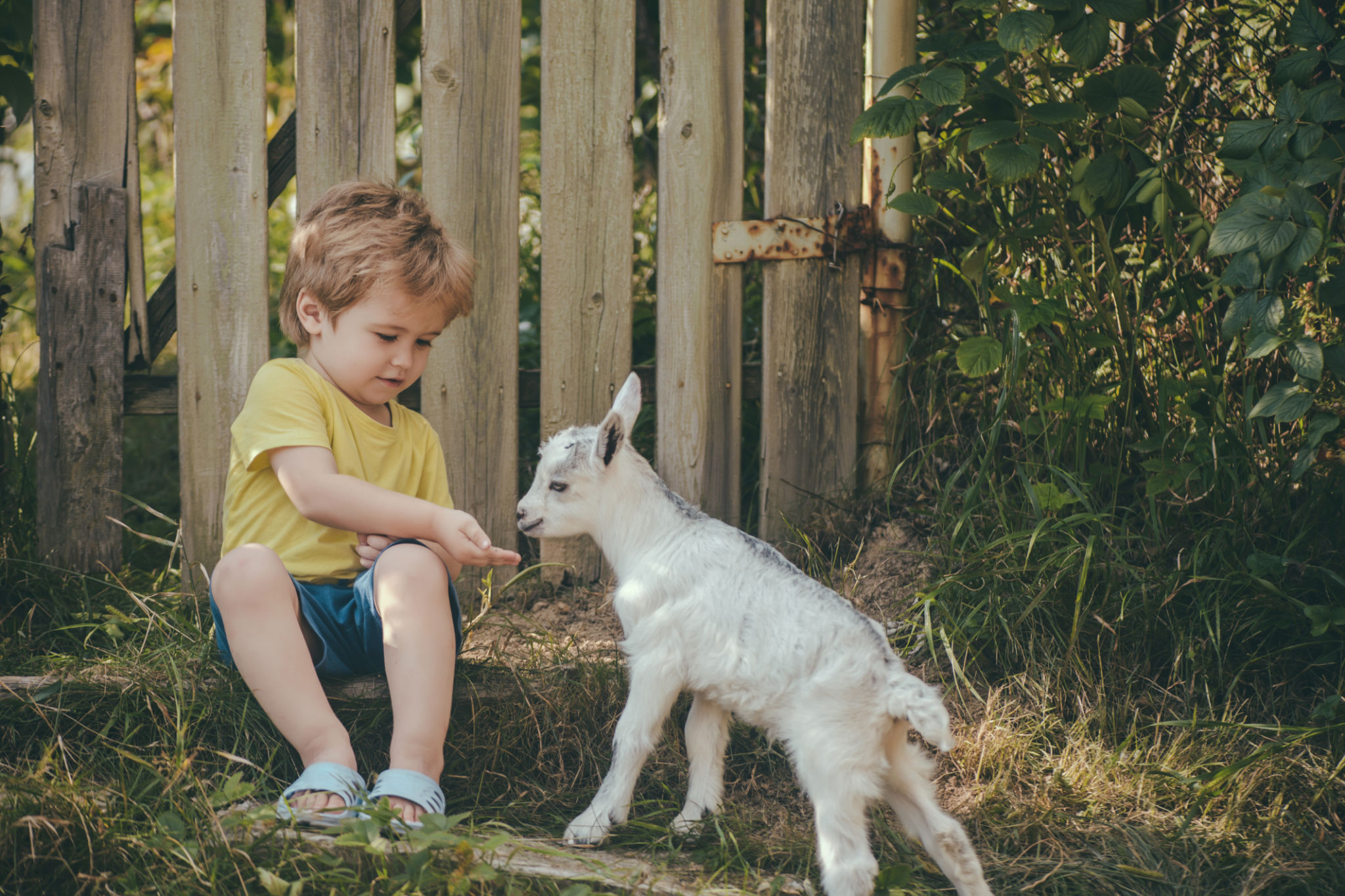 backyard goat care
