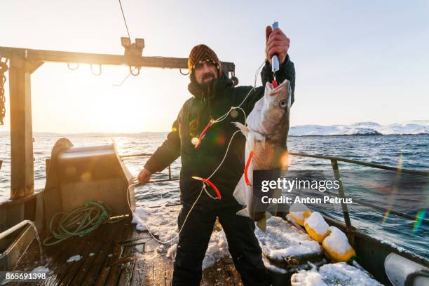 fisherman on boat with cod in the hands at sunset - fischnetz stock-fotos und bilder