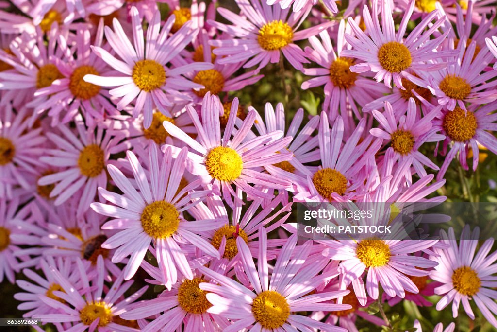 Aster flowers