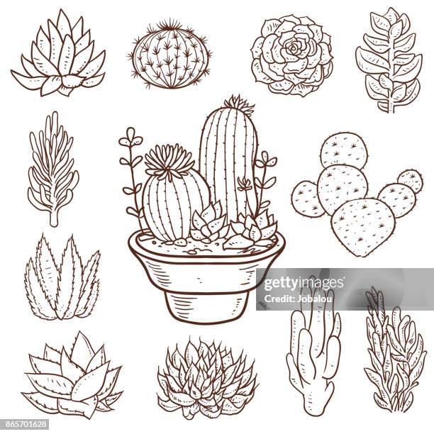 stockillustraties, clipart, cartoons en iconen met doodle van succulente planten - succulents