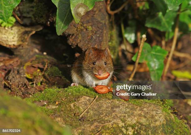 222 Myodes Stock Photos, HighRes Pictures, and Images Getty Images