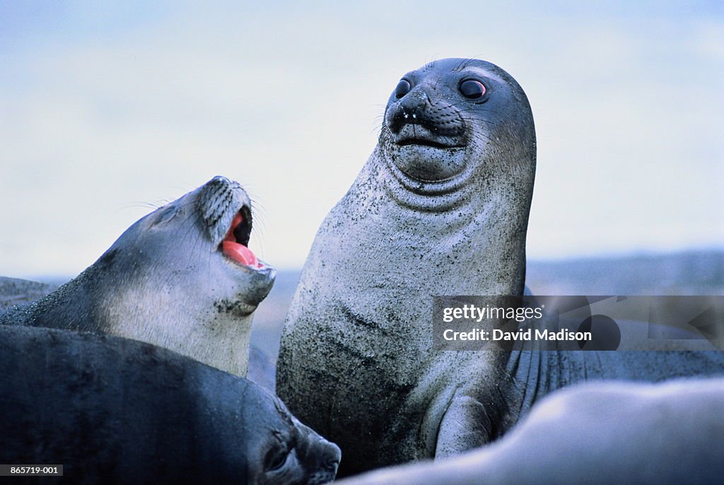Young elephant seals (Mirounga leonina)Antarctica