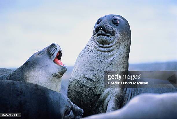young elephant seals (mirounga leonina)antarctica - funny animals - fotografias e filmes do acervo