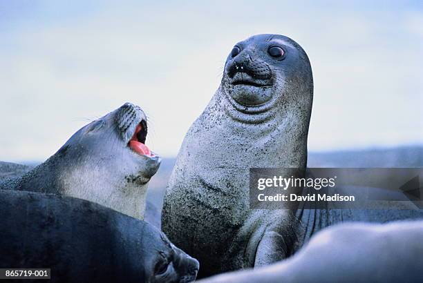 young elephant seals (mirounga leonina)antarctica - humor imagens e fotografias de stock