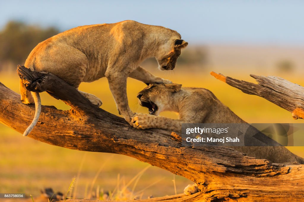 Lionesses play fighting on a fallen tree log.