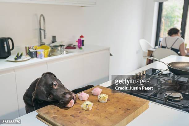 dog stealing cakes from kitchen - dieb stock-fotos und bilder