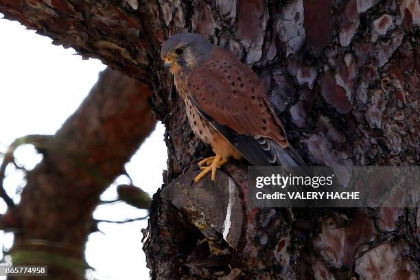 Common kestrel waits on a tree in Nice on October 24, 2017.