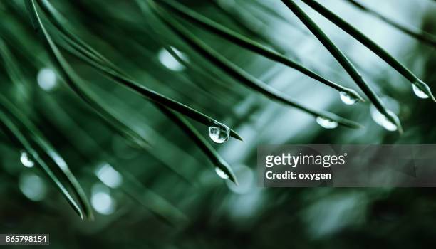 raindrops on a pine needle - laubwald stock-fotos und bilder