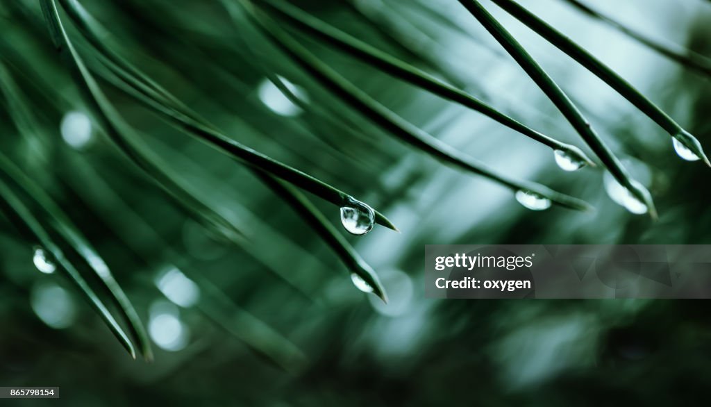 Raindrops on a pine needle