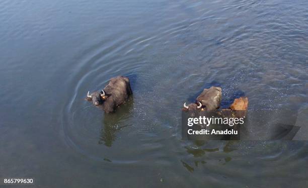 Three buffalos are seen in a stream in Duzce, Turkey on October 24, 2017. Buffalos' milk is more nutritious than cows' milk.