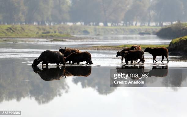 Buffalos are seen in a stream in Duzce, Turkey on October 24, 2017. Buffalos' milk is more nutritious than cows' milk.