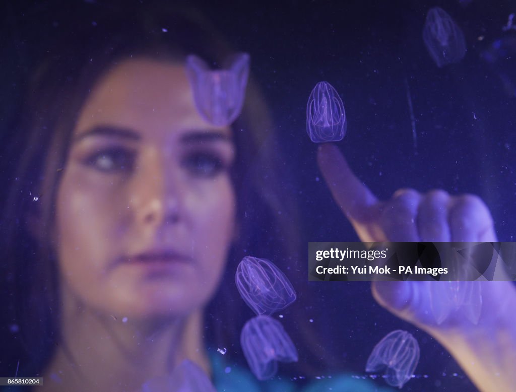 New jellyfish at the SEA LIFE London