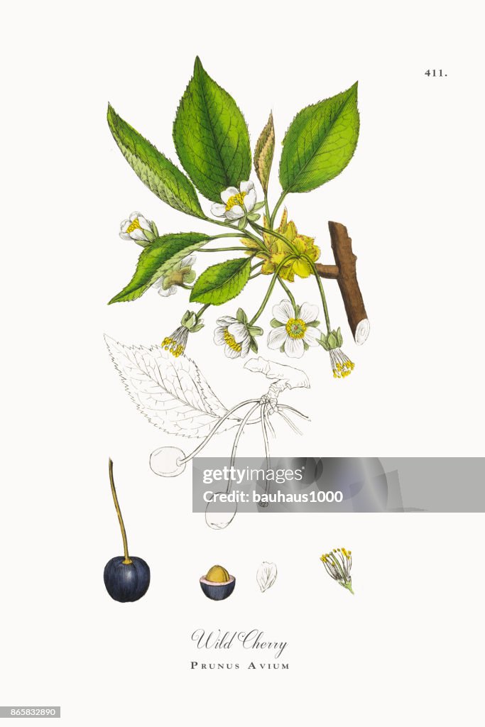 Wild Cherry, Prunus Avium, Victorian Botanical Illustration, 1863