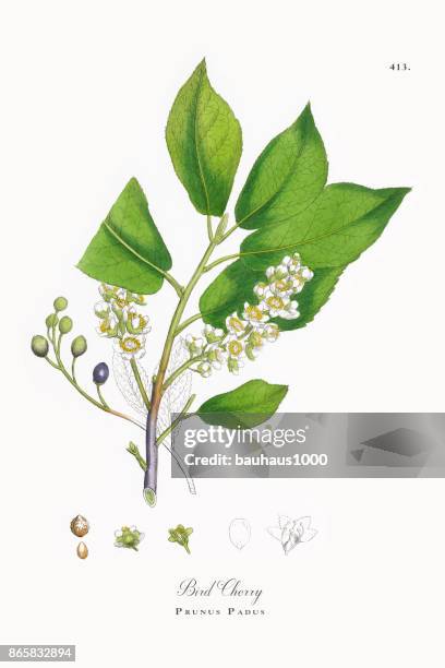 bird cherry, prunus padus, victorian botanical illustration, 1863 - prunus padus stock illustrations