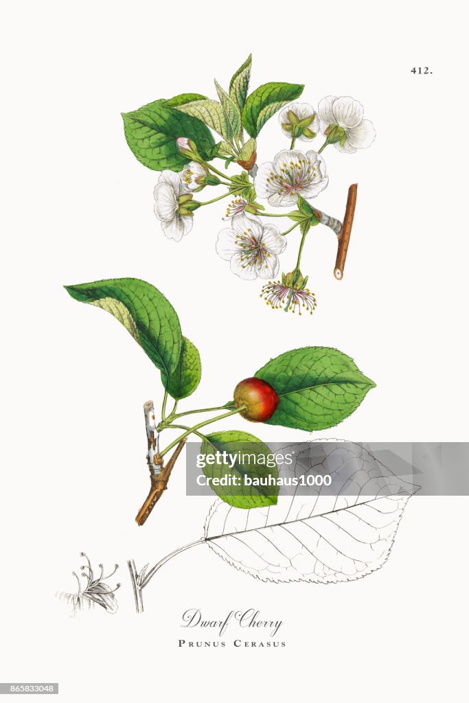 Dwarf Cherry, Prunus Cerasus, Victorian Botanical Illustration, 1863