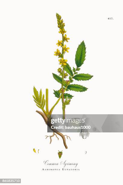 stockillustraties, clipart, cartoons en iconen met gewone agrimonie, gewone agrimonie, victoriaanse botanische illustratie, 1863 - agrimonia-eupatoria