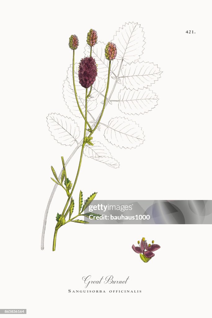 Great Burnet, Sanguisorba officinalis, Victorian Botanical Illustration, 1863
