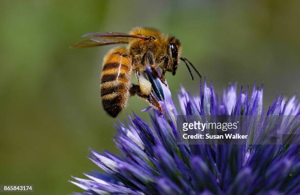 honey bee on echinop thistle - api photos et images de collection