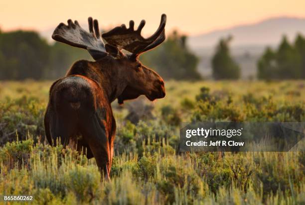 wildlife in wyoming - morning moose - alce fotografías e imágenes de stock